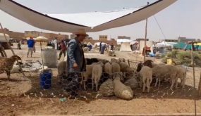 الرشيدية.. سوق الأضاحي 2021