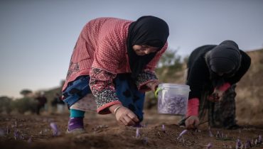 الغرفة الفلاحية بدرعة تافيلالت تراهن على الزعفران لتحقيق تنمية مجالية