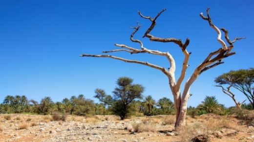إقليم تنغير: أشجار الطلح قيمة علاجية مضافة بالجنوب الشرقي للمغرب