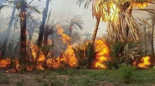 إقليم الرشيدية.. حريق يشب بغابات نخيل المعاضيد بأرفود