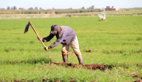 القيمة المضافة الفلاحية المرتقبة تسجل انخفاضا بنسبة 14 بالمائة