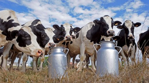 الحليب.. محلات تجارية تحدد كمية المسموح باقتنائها.. هل هي بوادر أزمة جديدة؟