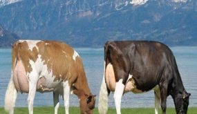 الحكومة تدعم مستوردي العجلات الحلوب