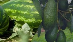 الحكومة تقرر وقف دعم سقي الأفوكادو والدلاح