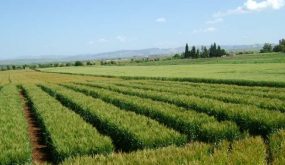 المغرب ينال شهادة قبول معيار “بيو-ماروك”