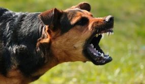 وزارة الصحة تدعو إلى تلقيح الحيوانات ضد “الجهل”