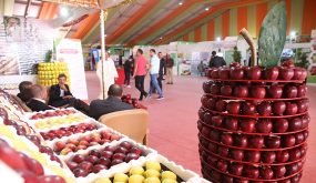 برمجة متنوعة ضمن فقرات الملتقى الوطني للتفاح بميدلت