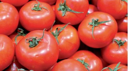 منتجو الطماطم الفرنسيون يخشون المنافسة المغربية