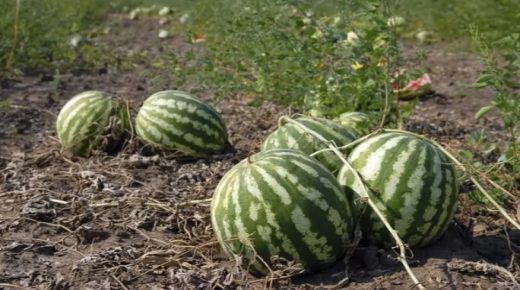 زاكورة: عامل الإقليم يفرض قيوداً على زراعة البطيخ