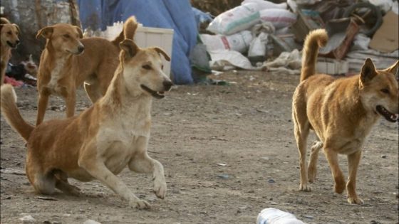 استراتيجية وزارة الداخلية لمحاربة الكلاب الضالة