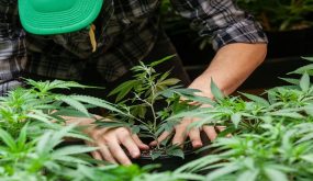 قريبا.. إطلاق منصة رقمية لطلب تراخيص استغلال “القنب الهندي”