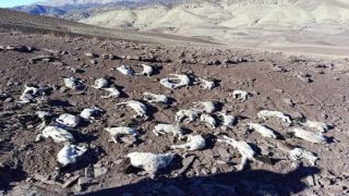 إقليم ميدلت.. الكلاب الضالة تتسبب في نفوق 70 رأسا من الأغنام