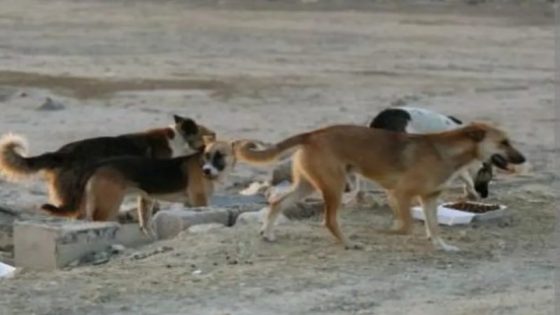 الريش..الكلاب الضالة تهدد السلامة الجسدية لعموم المواطنين