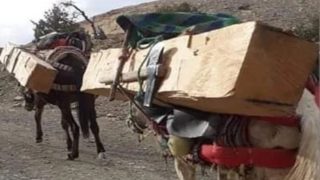 تحذيرات بخصوص انقراض شجر الأرز في إقليم ميدلت