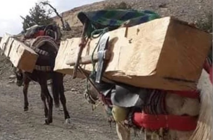 تحذيرات بخصوص انقراض شجر الأرز في إقليم ميدلت