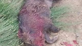 الخنزير البري يتلف المحاصيل الزراعية ويهدد سلامة المواطنين بميدلت