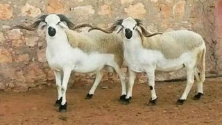 أضحية العيد .. أحكامها وشروط المضحي