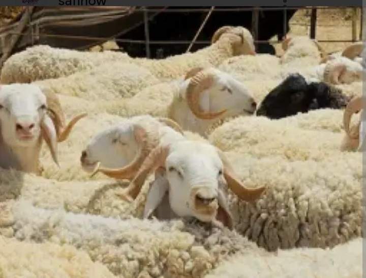 اقتراب العيد وأسعار الأكباش الملتهبة بالأسواق