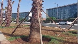 جمعيات تطالب بوقف زرع أشجار النخيل في شوارع عدة مدن