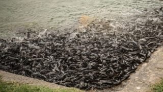 ميدلت : استزراع سمكة “تروتة القزحية” بسد الحنك بتونفيت