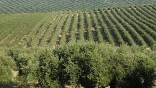 درعة تافيلالت حاضرة في إنتاج وتسويق سلسلة الزيتون في المغرب خلال الموسم الجاري