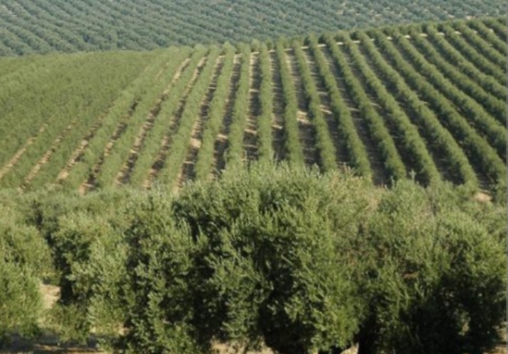درعة تافيلالت حاضرة في إنتاج وتسويق سلسلة الزيتون في المغرب خلال الموسم الجاري
