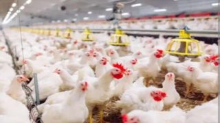 جولة في الأسواق .. زيادات مرهقة لأسعار الدجاج الحي والخضروات