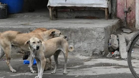 الكلاب “الضالة” تحتل الأحياء السكنية بمدينة تنغير