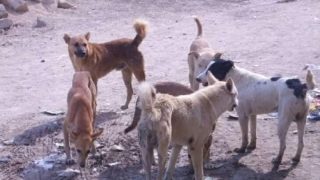 كلاب ضالة تنهش جثة ثمانيني بنواحي زاكورة