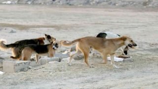 الرشيدية .. كلاب ضالة تهاجم طفلا وتنهشه على مستوى الوجه ضواحي تنجداد