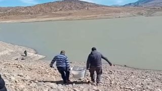 تونفيت..عملية تطعيم سد تمالوت بأسماك التروتة القزحية من الحجم الكبير