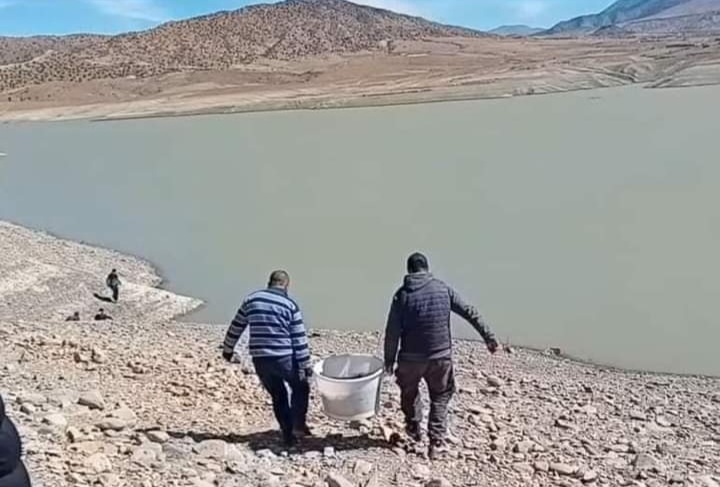 تونفيت..عملية تطعيم سد تمالوت بأسماك التروتة القزحية من الحجم الكبير