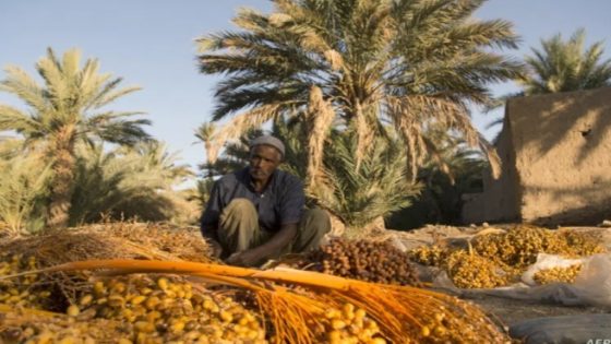 المغرب يعتزم غرس 5 ملايين نخلة لسد الخصاص في إنتاج التمور