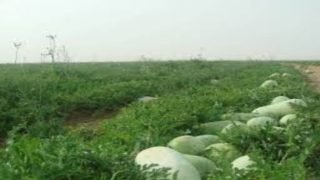 شح التساقطات المطرية يعجل بمطالب لعقلنة الزراعات الموجهة للتصدير إلى الخارج