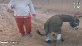 فلاح بدون رحمة ولا شفقة يقطع أرجل حمار ضواحي زاكورة