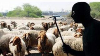 تنغير ..مافيا سرقة المواشي في ضيافة السلطات الامنية