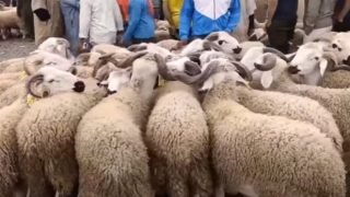 مع اقتراب عيد الأضحى شكوك حول قلة العرض وتلاعب بالأسعار من قبل الشناقة