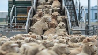 عيد الاضحى .. هل دخل قطيع الأغنام  المستوردة الحجر الصحي؟