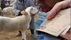 اللجوء إلى القروض الإستهلاكية لشراء أضحية العيد في ظل تراجع القدرة الشرائية للمواطن