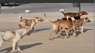 ورززات .. كلاب ضالة تهاجم سيدة في عقدها الخامس