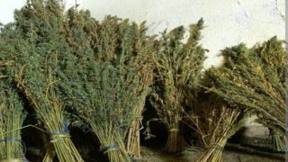 الدرك الملكي بورزازات يحجز 1 طن من مخدر الكيف ويوقف المشتبه به