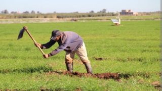 أمل جديد في الموسم الفلاحي بجهة درعة تافيلالت