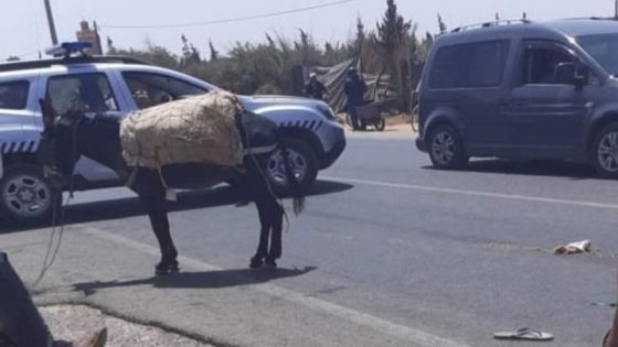 الرشيدية .. حمار ضال يتسبب في حادث سير مميت على قنطرة الدرمشان بالمدخل الشمالي للمدينة