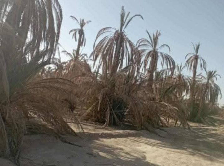 أرفود .. أولاد بوزيان .. حين يتحول العطش إلى شكل من أشكال التهجير
