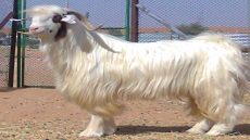 الريش : بين الاستعانة بالحمار والتيس( الجدي) لايصال رسالة وقوع الحيف والظلم.