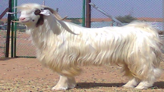 الريش : بين الاستعانة بالحمار والتيس( الجدي) لايصال رسالة وقوع الحيف والظلم.