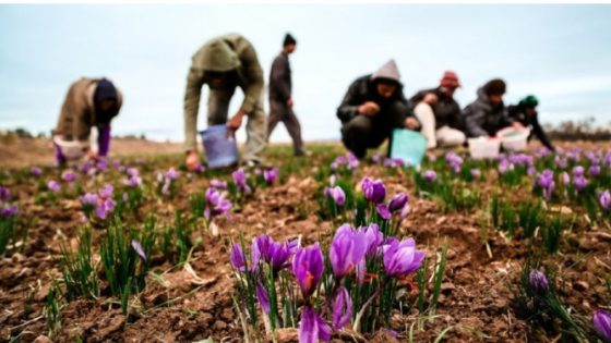 موسم الزعفران ينعش حقول تالوين ويخلق فرص عمل للنساء