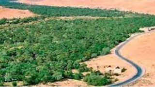 أوفوس .. واحة القصر الجديد بين وفرة المياه وحرمان الحقول .. حين تعطل الخلافات المحلية نعمة واد زيز