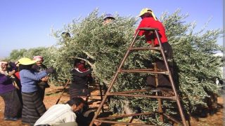 من الحقول إلى المعاصر: .. الزيتون يحرّك عجلة الاقتصاد القروي بجهة درعة تافيلالت