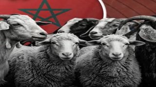 انطلاق مراقبة القطيع الوطني تمهيدًا لصرف دعم الكسّابة بالمغرب